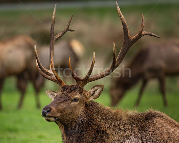 Roosevelt Bull Elk with Antlers, Portrait Stock photo © Backyard-Photography