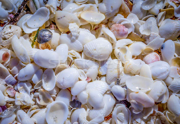 Schelpen strand eiland Florida USA Stockfoto © Backyard-Photography