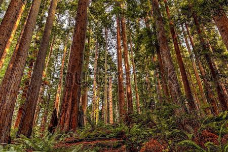 Bos landschap afbeelding noordelijk Californië dag Stockfoto © Backyard-Photography