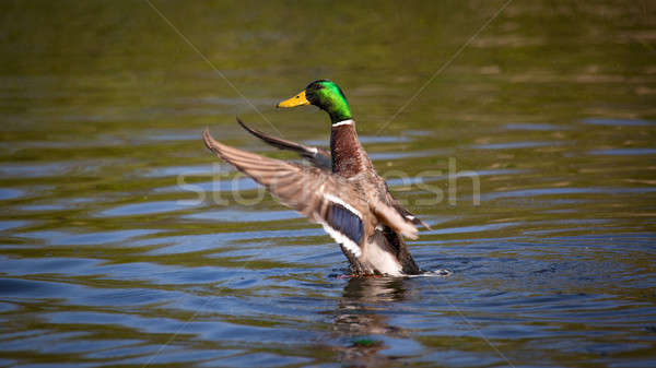 Wild Mallard Duck in a Pond Stock photo © Backyard-Photography