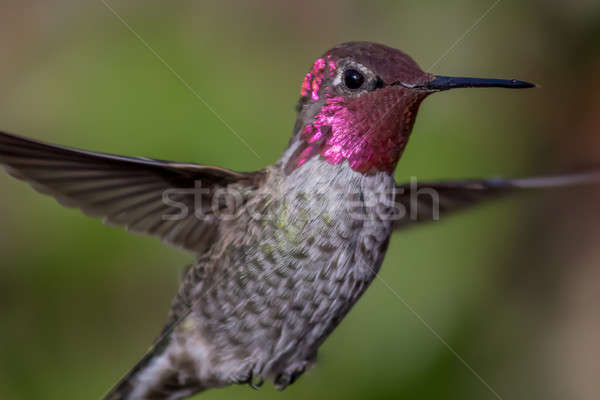 Stock photo: Anna's Hummingbird in Flight