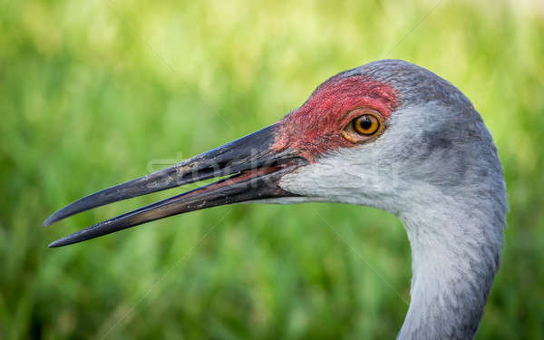 Sandhill Crane Stock photo © Backyard-Photography