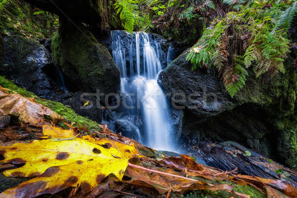 Californië dag bos landschap reizen Stockfoto © Backyard-Photography