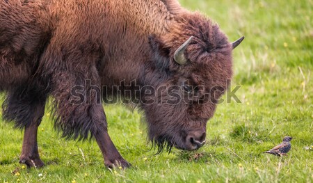 Bison Buffalo Portrait Stock photo © Backyard-Photography