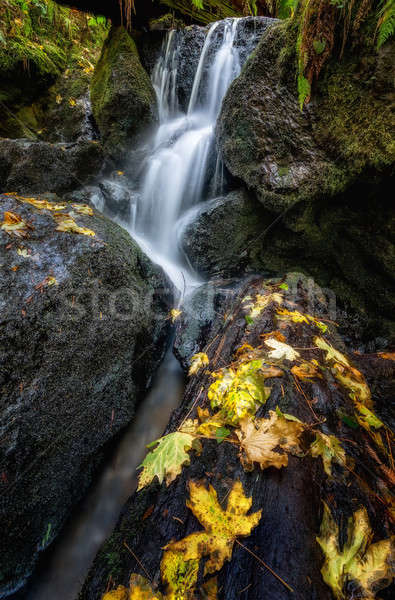 Klein waterval bergen Californië voorjaar Stockfoto © Backyard-Photography