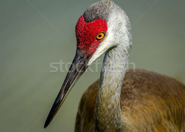 Sandhill Crane Stock photo © Backyard-Photography