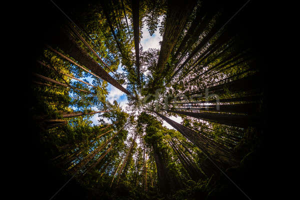 Erdő halszem színes kép északi Kalifornia USA Stock fotó © Backyard-Photography