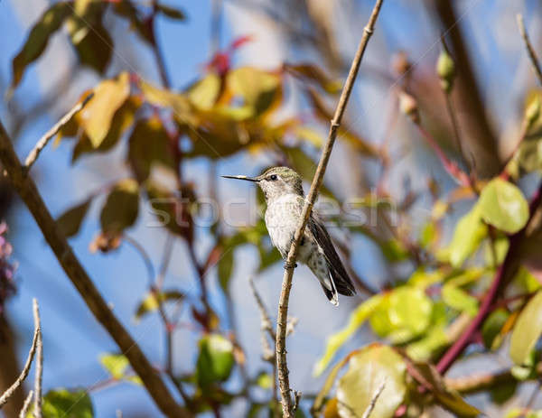 Kolibri Baum Tag Farbbild Himmel Wald Stock foto © Backyard-Photography