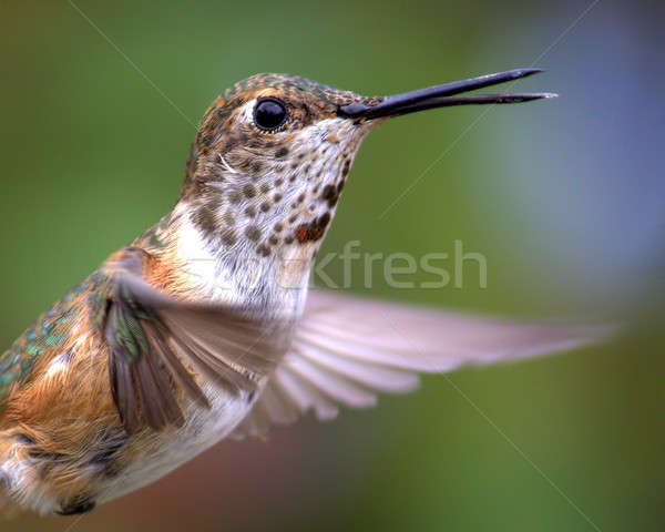 Kolibri színes kép nap északi Kalifornia USA Stock fotó © Backyard-Photography