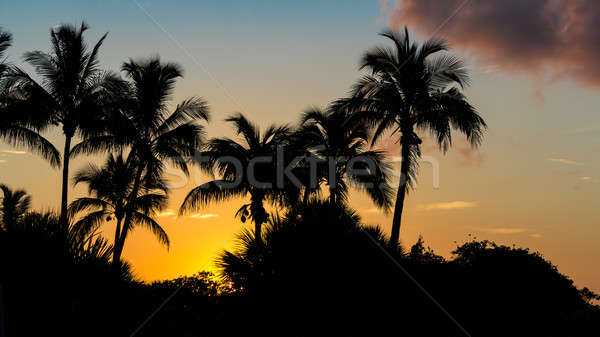 Eiland zonsopgang Florida USA zon Stockfoto © Backyard-Photography