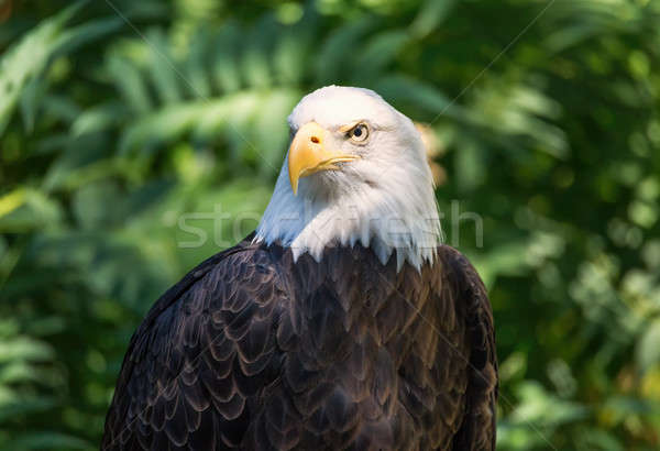 Kaal adelaar portret kleur Oregon USA Stockfoto © Backyard-Photography