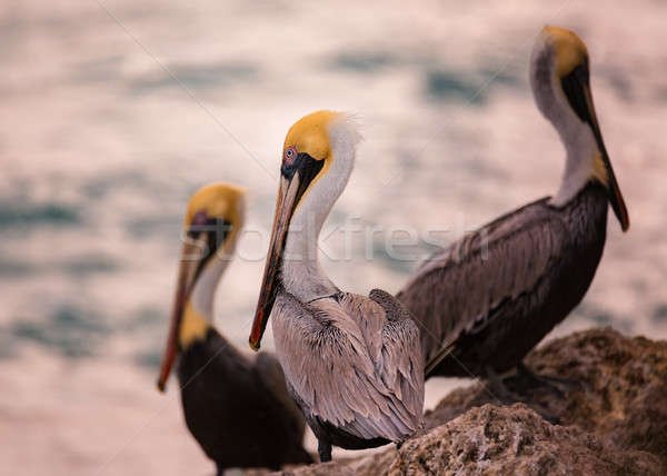 Three Pelicans at the Sea Stock photo © Backyard-Photography