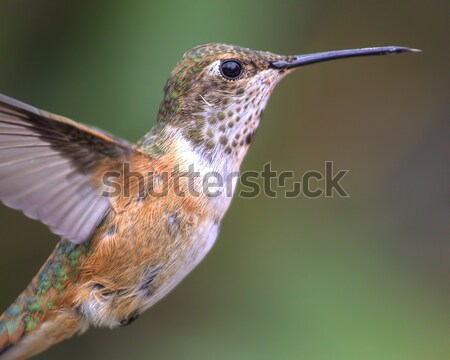 Anna's Hummingbird in Flight Stock photo © Backyard-Photography