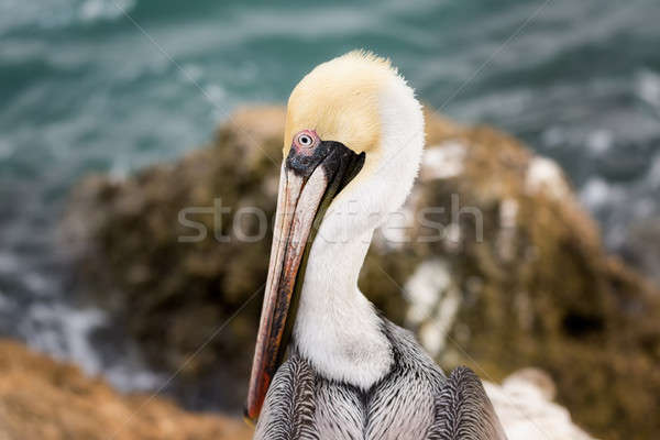 Profiel bruin Florida USA Stockfoto © Backyard-Photography