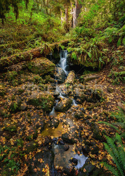 カリフォルニア カラー画像 日 森林 風景 旅行 ストックフォト © Backyard-Photography