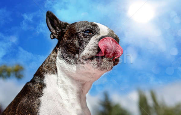 Boston Terrier Licking Chops On A Sunny Day Stock photo © Backyard-Photography