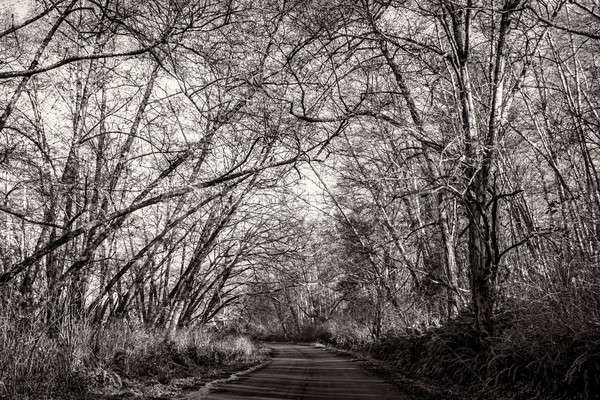 Stok fotoğraf: Yol · siyah · beyaz · manzara · ağaç · orman · doğa