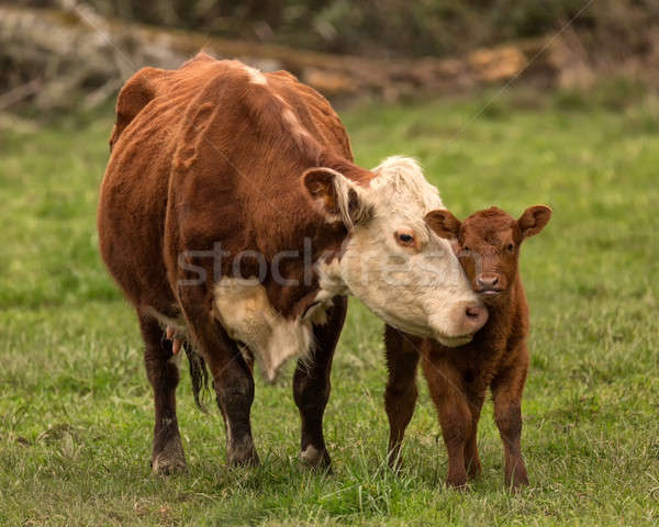 Momma Cow and Calf Stock photo © Backyard-Photography