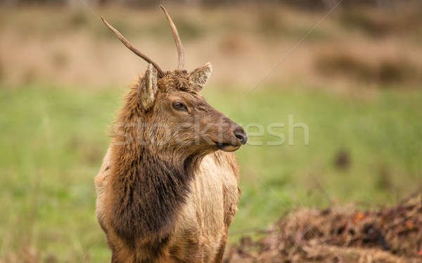 Bull Elk Grazing for Food Stock photo © Backyard-Photography