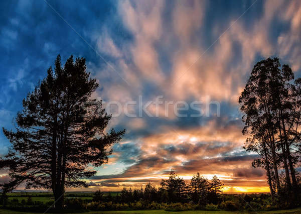 Zonsondergang bomen lang noordelijk Californië USA Stockfoto © Backyard-Photography