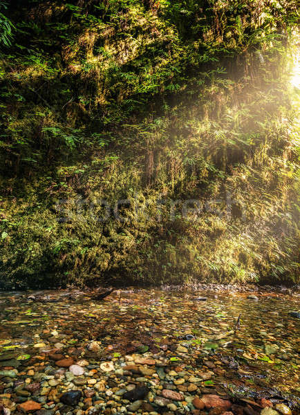 Fern Canyon in Humboldt County, California Stock photo © Backyard-Photography