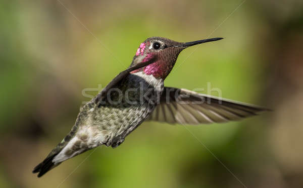 Kolibri Flug Farbbild Tag Natur Licht Stock foto © Backyard-Photography