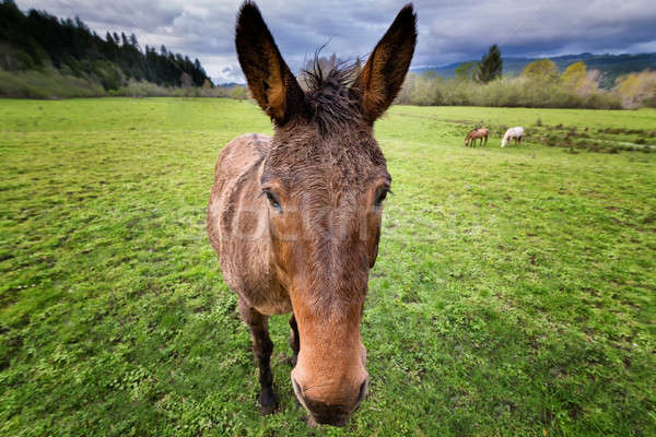 Konia gospodarstwa charakter tle Zdjęcia stock © Backyard-Photography