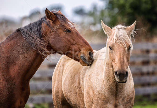 Konie gospodarstwa charakter tle Zdjęcia stock © Backyard-Photography
