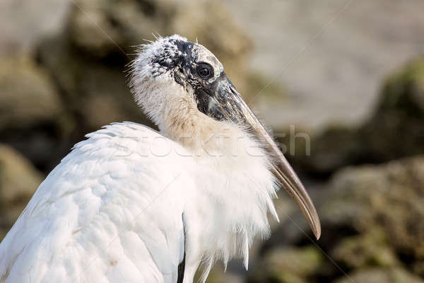 A Wild Stork Portrait Stock photo © Backyard-Photography