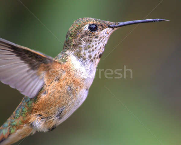 Kolibri Farbbild Tag nördlich Kalifornien USA Stock foto © Backyard-Photography