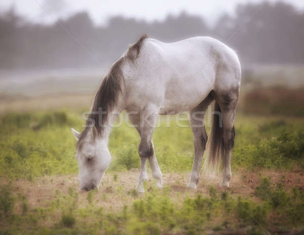 Horse in a Pasture on a Foggy Day Northern California, USA Stock photo © Backyard-Photography