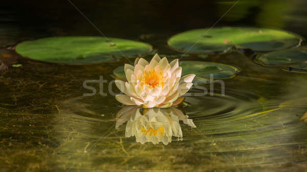 Water bloesem vijver mooie groeiend Stockfoto © Backyard-Photography