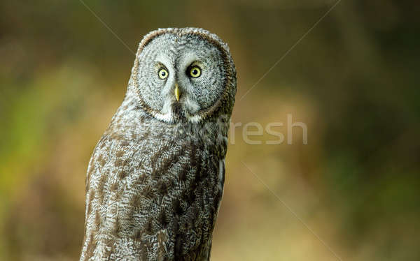 Stock photo: Wild Owl in Nature