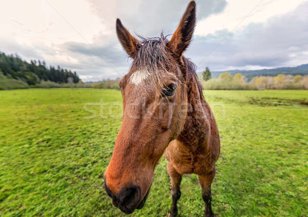 Paard boerderij noordelijk natuur achtergrond Stockfoto © Backyard-Photography