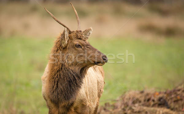Elk, Juvenile Male, Color Image, California, USA  Stock photo © Backyard-Photography