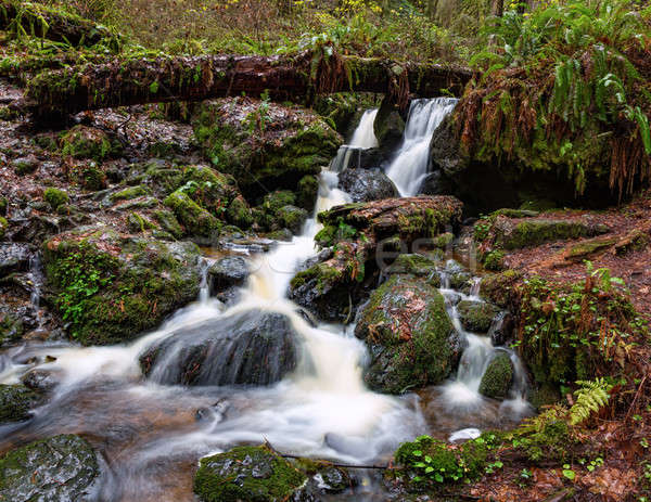 Small Waterfall in the Rain Forest Stock photo © Backyard-Photography