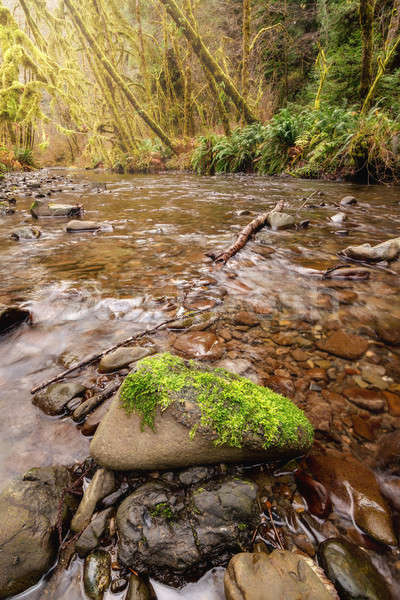 Beautiful Creek in a Northern California Forest Stock photo © Backyard-Photography