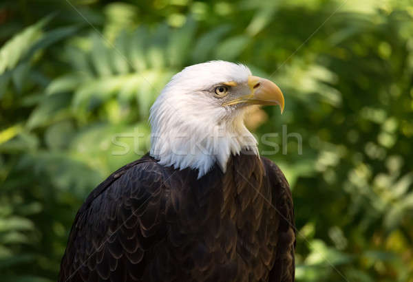 Close-up Portrait of a Bald Eagle Stock photo © Backyard-Photography