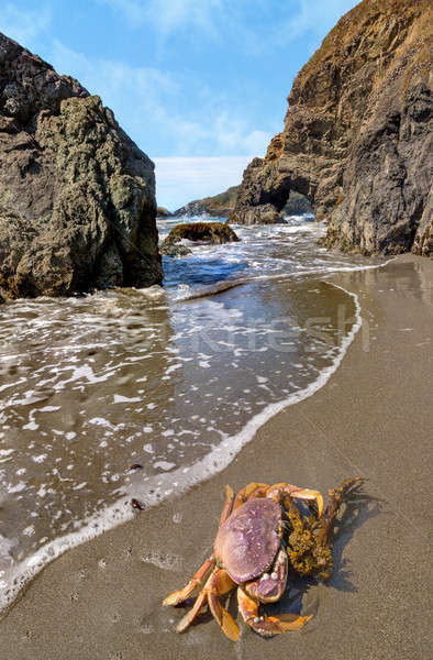 Krab plaży wody krajobraz morza Zdjęcia stock © Backyard-Photography