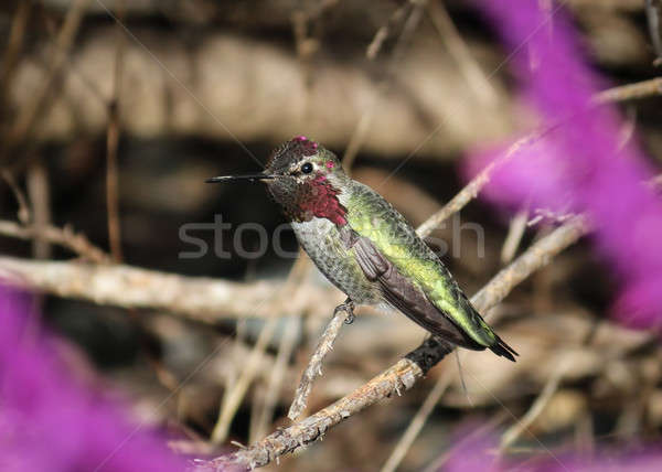 ハチドリ 飛行 カラー画像 日 自然 庭園 ストックフォト © Backyard-Photography