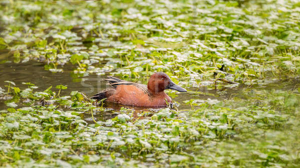 Wild Cinnamon Teal Duck in a Pond Stock photo © Backyard-Photography