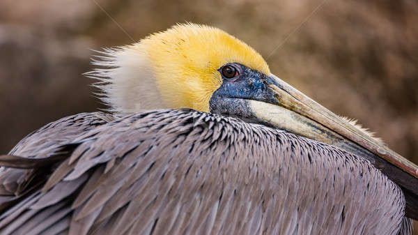 A Pelican Profile Stock photo © Backyard-Photography