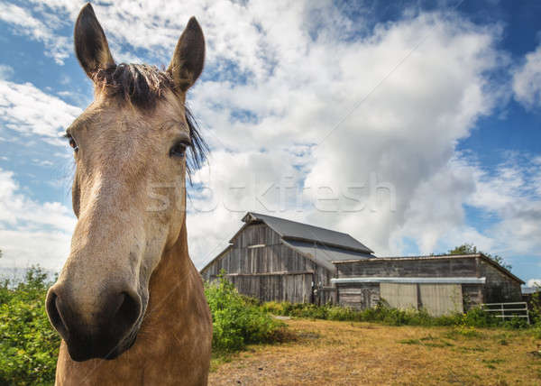 棕色 馬 常設 穀倉 天空 雲 商業照片 © Backyard-Photography