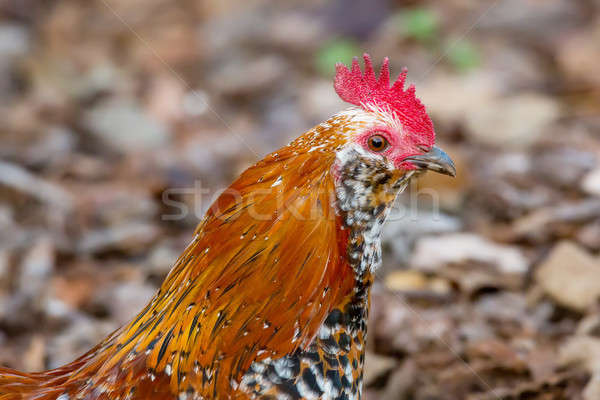 Stock photo: Rooster Portrait, Color Image