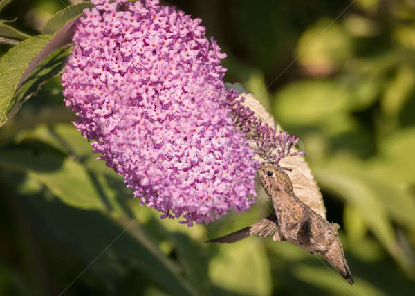 Kolibrie vlucht paars bloemen dag Stockfoto © Backyard-Photography