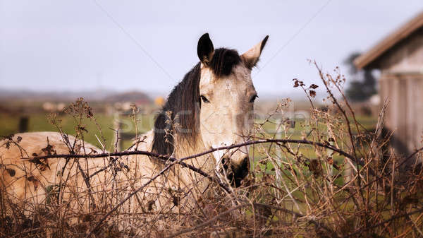 Vriendelijk paard schuur camera voorjaar Stockfoto © Backyard-Photography