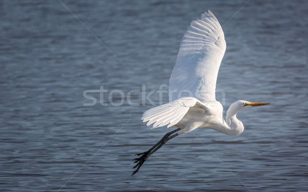 Snowy Egret Flying Over a Lake Stock photo © Backyard-Photography