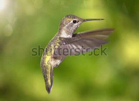 Kolibri Farbbild nördlich Kalifornien USA Natur Stock foto © Backyard-Photography