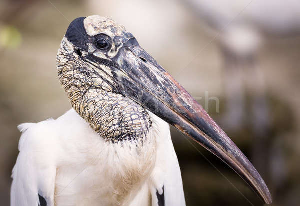 A Wild Stork Portrait Stock photo © Backyard-Photography
