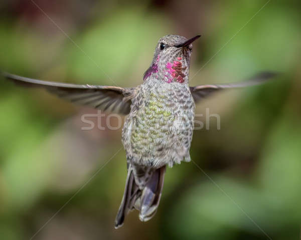 Stock photo: Anna's Hummingbird in Flight